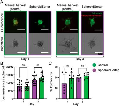 High-throughput platform for label-free sorting of 3D spheroids using deep learning